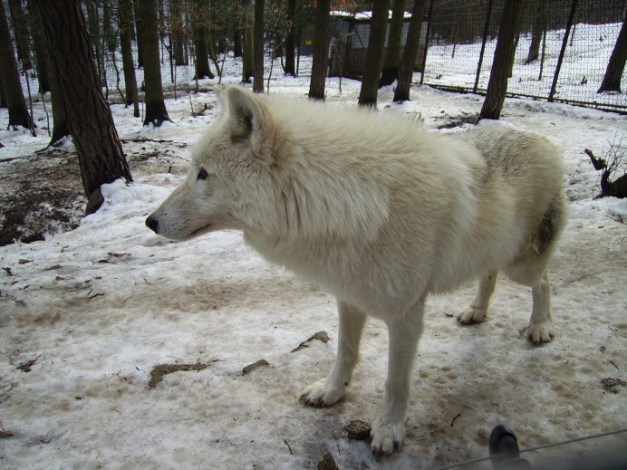 Canis Lupus hudsonicus