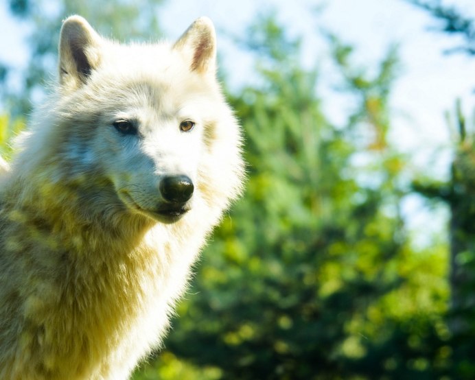 Сицилийский волк