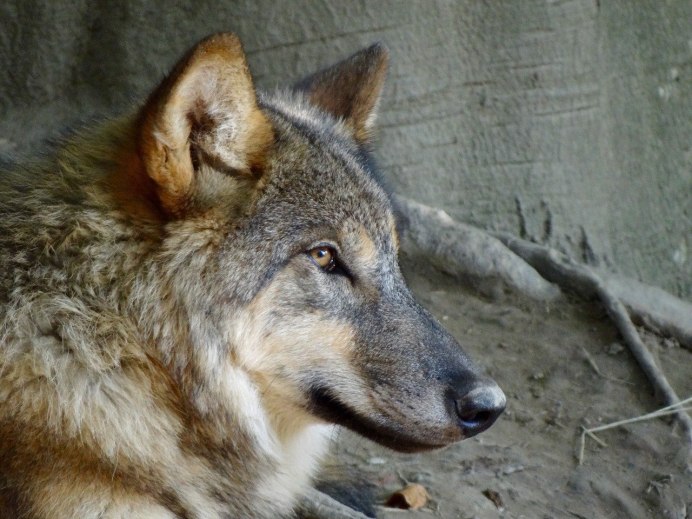 Волк серый