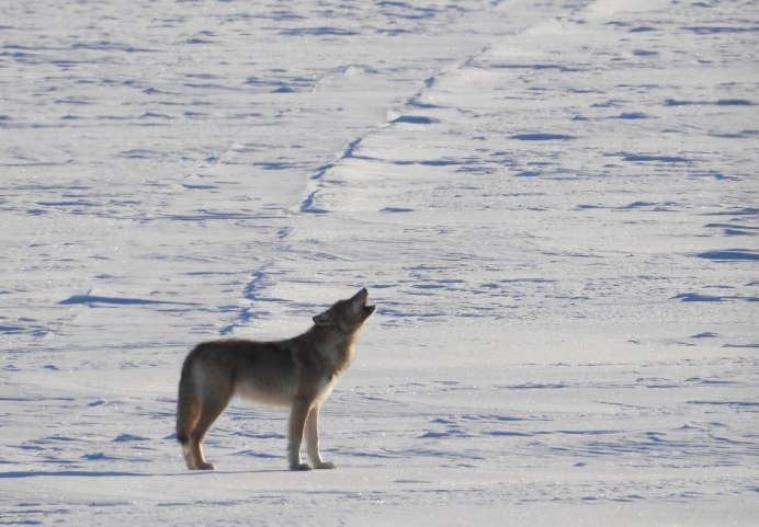 Воющий волк