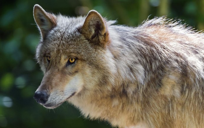 Волк сверху