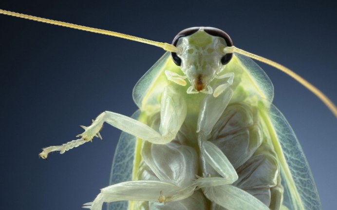 Panchlora Nivea