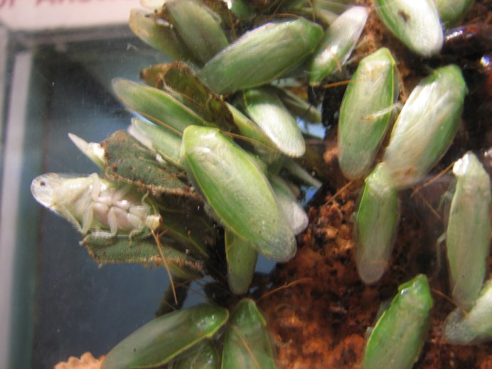 Panchlora Nivea