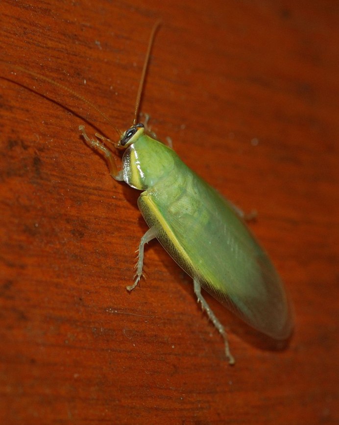 Зеленый (банановый) (Panchlora Nivea) таракан