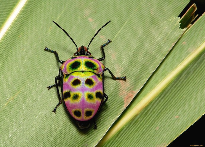 Corydidarum tarsalis