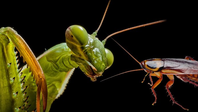 Земляной богомол (Geomantis Larvoides)