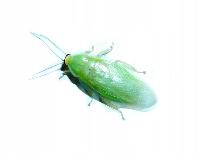 Panchlora Nivea