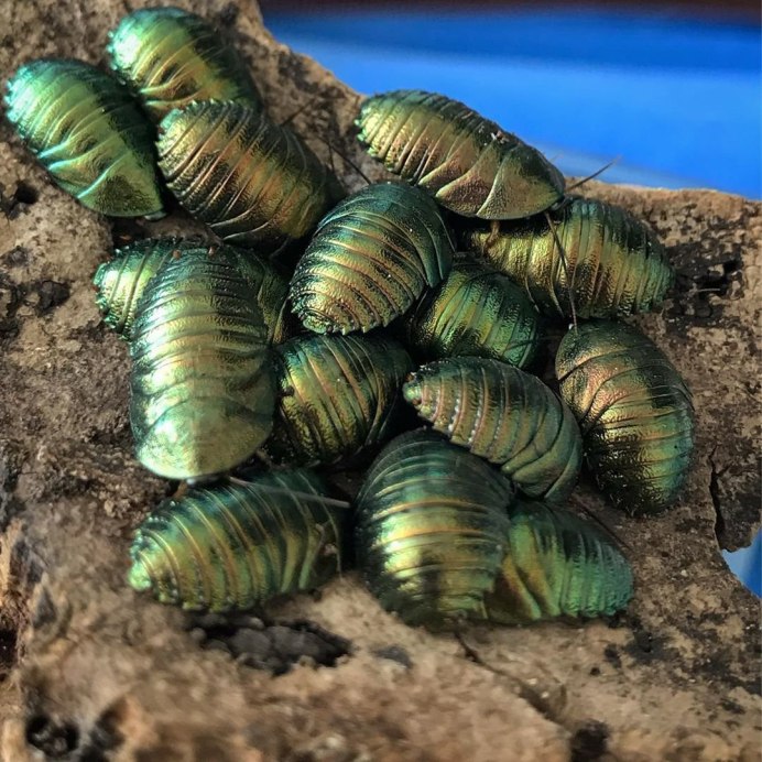 Таракан Corydidarum magnifica