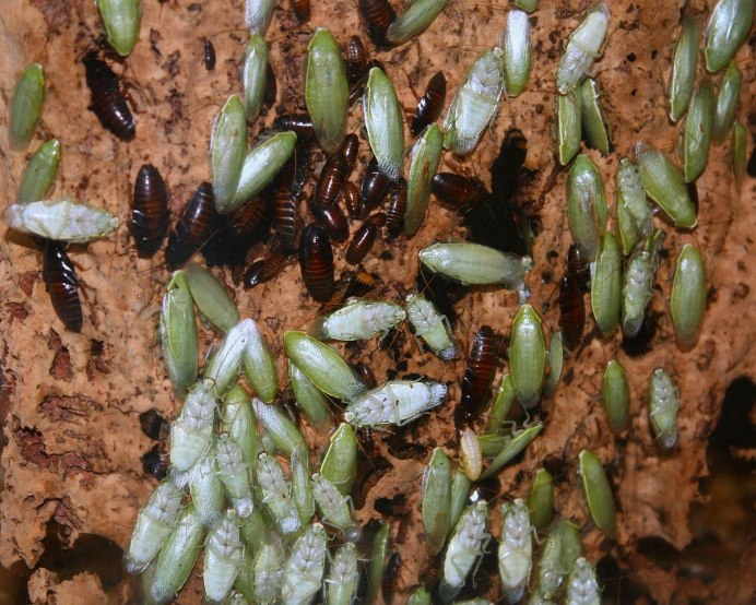 Жук Chrysochroa