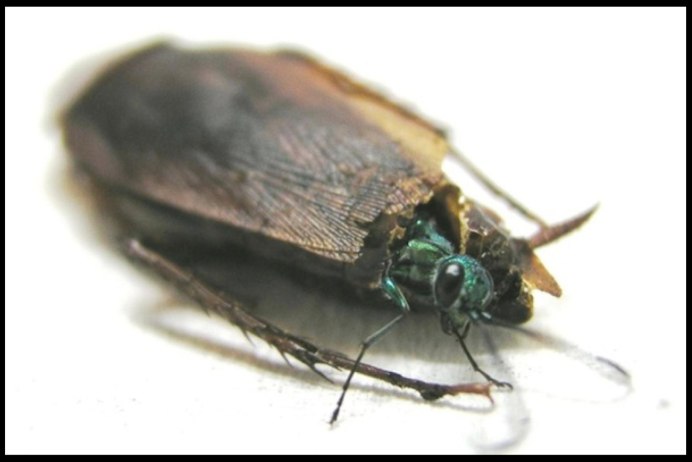 Corydidarum pygmaea