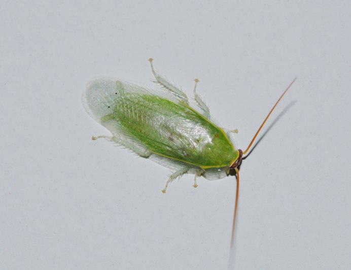 Panchlora SP. Big