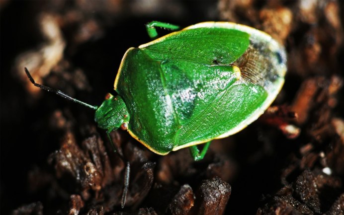 Pycnoscelus indicus