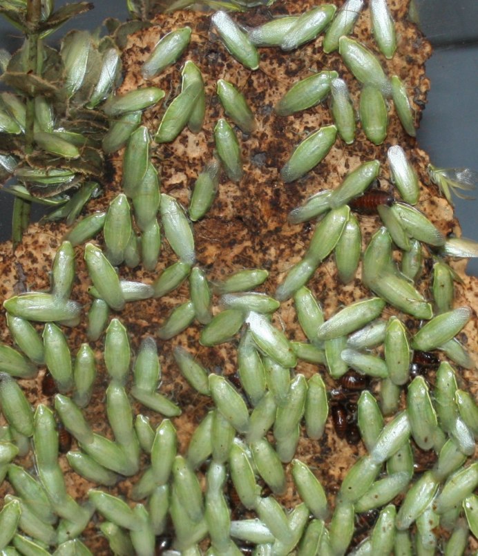 Panchlora SP