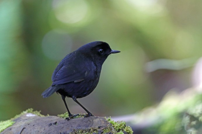 Небольшая черная птичка