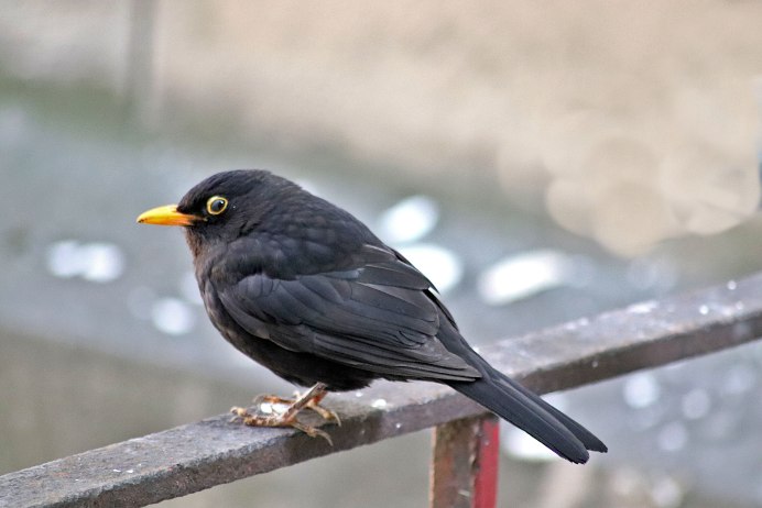 Пурпурная Лесная Ласточка (Progne subis)