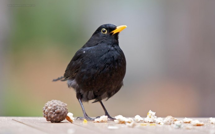 Желтый Дрозд