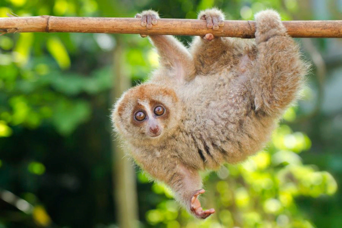 Sifaka Verreaux
