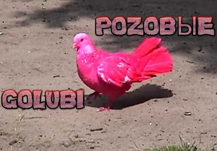 Попугай бурка