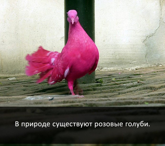 Розовый голубь (nesoenas Mayeri)