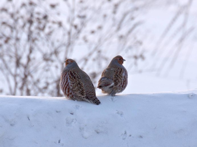 Сибирская Дикая куропатка