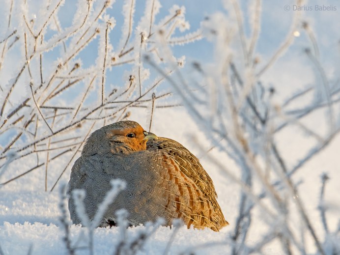 Серая куропатка зимой