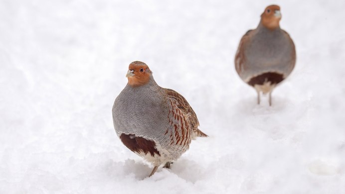 Белая куропатка живет в тундре