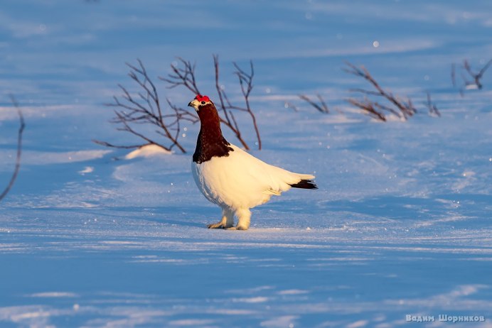 Куропатка в снегу