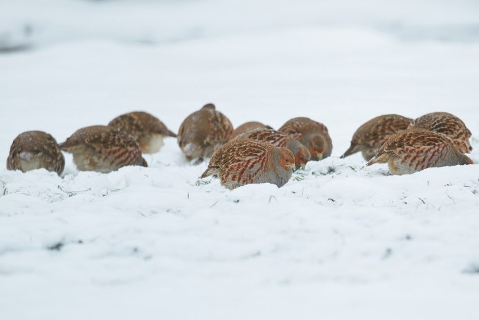Стая куропаток