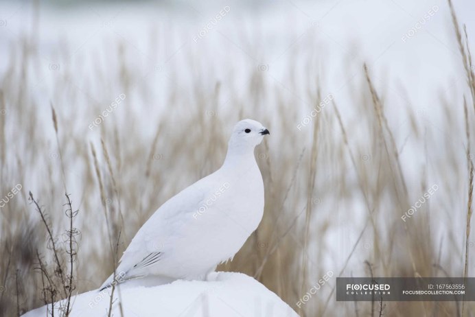Белая куропатка зимой