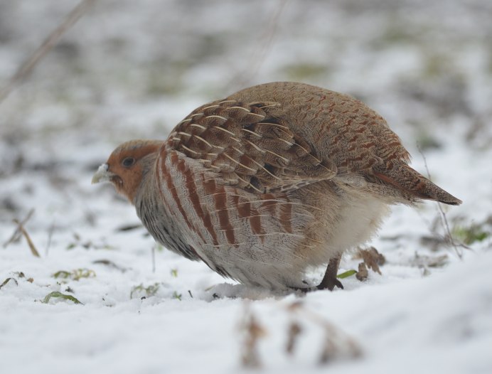 Куропатка Калининград