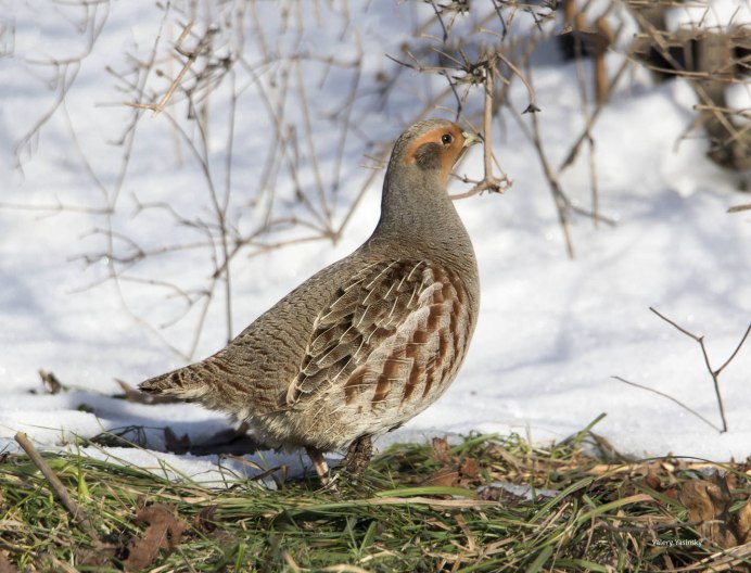 Куропатка в Ростовской области