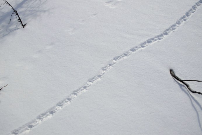 Следы белой куропатки