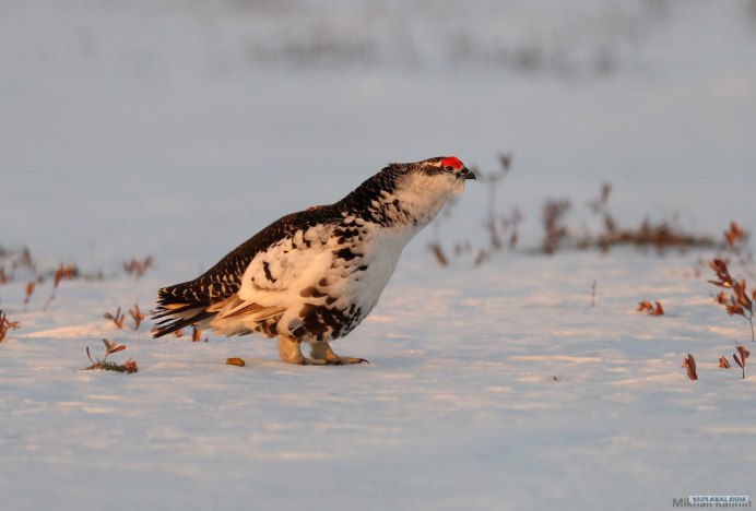 Рябчи куропатка Буркут тетерев