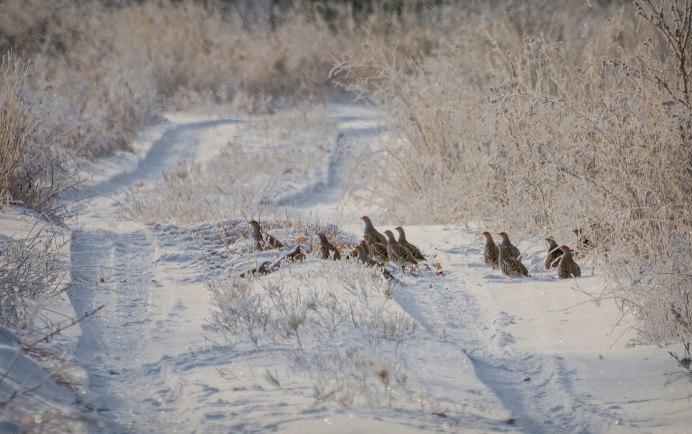 Стая куропаток на снегу