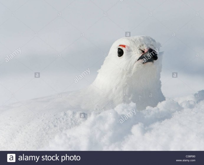 Белая куропатка зимой