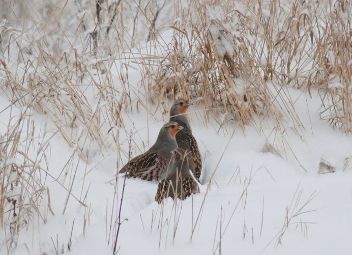 Куропатки фото Дикие