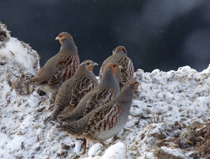 Серая куропатка гнездо