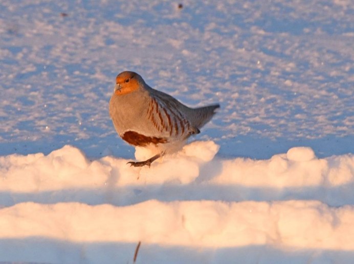 Тибетская куропатка куропатки