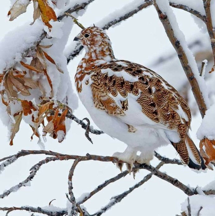 Покровительственная окраска у птиц