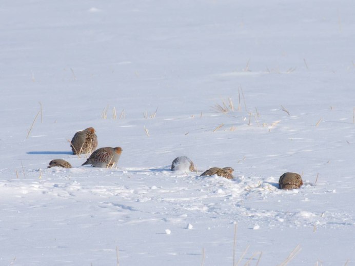 Куропатки НСО