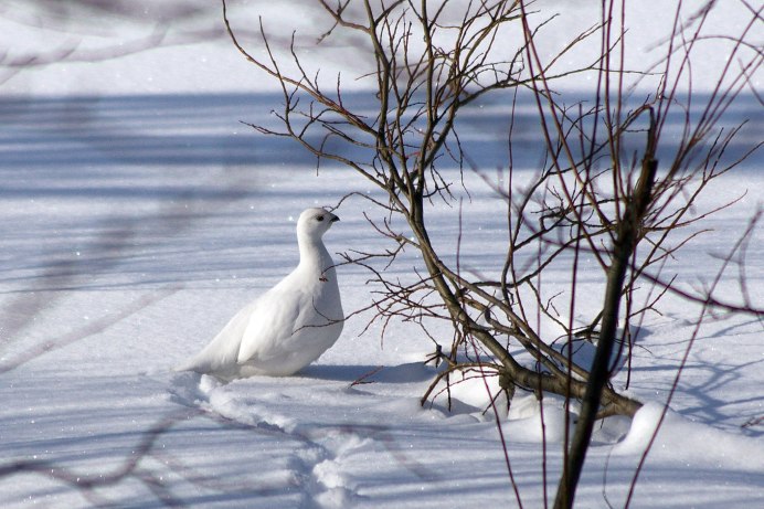 Куропатка Тюменской области