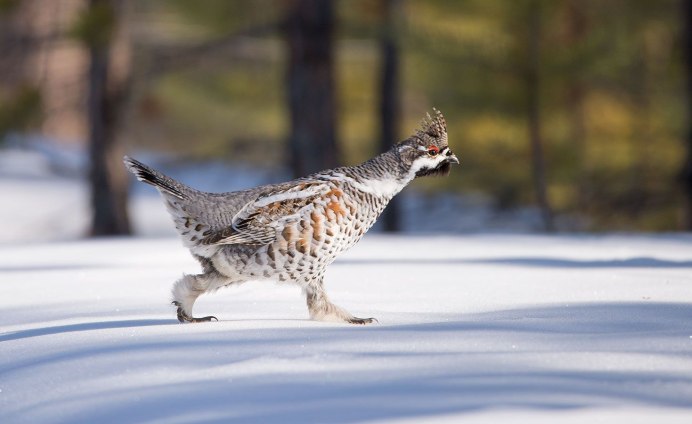 Зимний рябчик