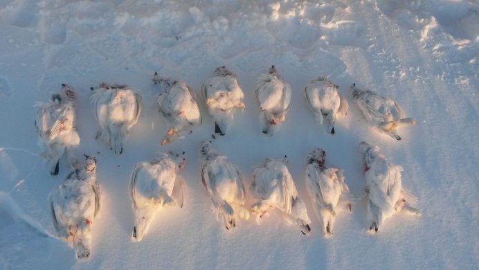 Стая куропаток на снегу
