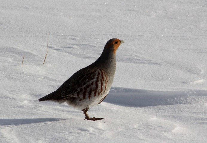 Norisovaz куропатка
