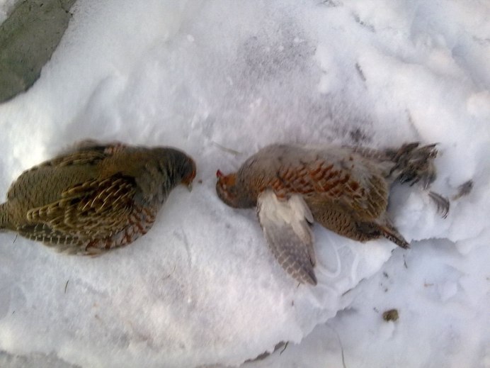 Охота на куропатку зимой
