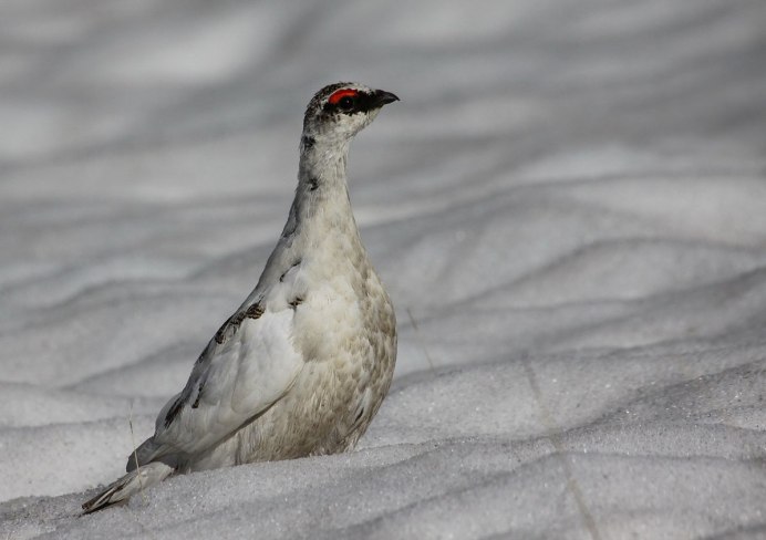 Белая куропатка в снегу