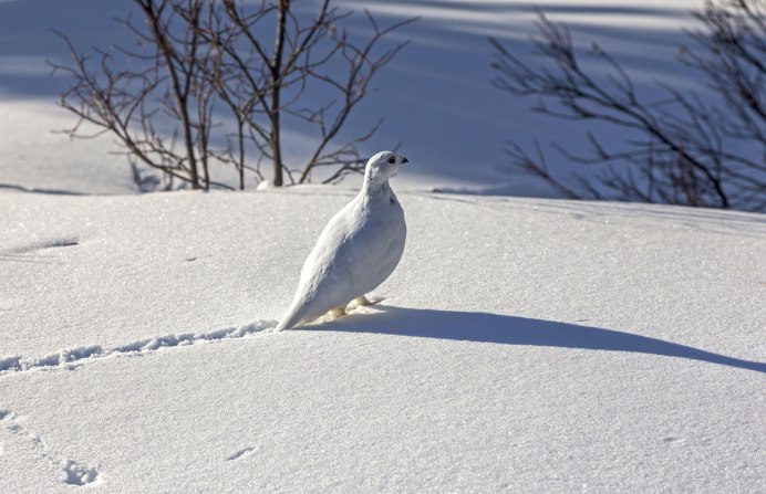 Серая куропатка следы