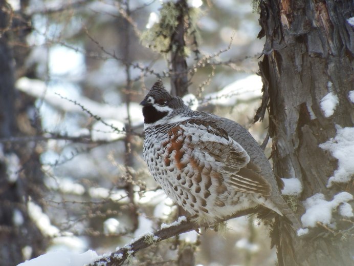 Куропатки под снегом