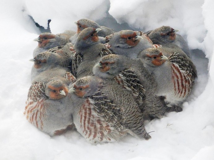 Серая куропатка зимой