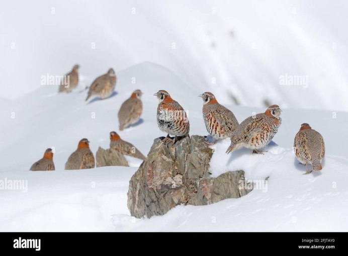 Серая куропатка птица